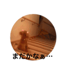 トイプーあんず（個別スタンプ：24）