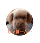 トイプーあんず（個別スタンプ：29）