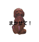 トイプーあんず（個別スタンプ：33）