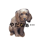 トイプーあんず（個別スタンプ：36）