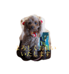 トイプーあんず（個別スタンプ：38）