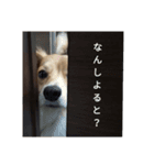 愛しの小太郎（個別スタンプ：5）