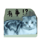 lazy a cat1（個別スタンプ：23）