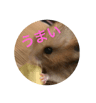 くまこさん（笑）（個別スタンプ：4）