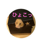 くまこさん（笑）（個別スタンプ：7）