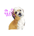 Kimji is doggg（個別スタンプ：1）