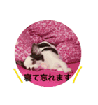 愛犬クレア（個別スタンプ：5）