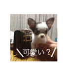 愛犬クレア（個別スタンプ：9）