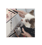 愛犬クレア（個別スタンプ：14）