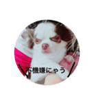 愛犬クレア（個別スタンプ：23）