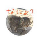 こねこのスタンプです。（個別スタンプ：11）