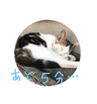 こねこのスタンプです。（個別スタンプ：23）