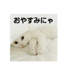 猫が言うことにゃ（個別スタンプ：3）