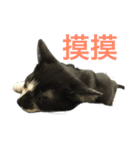 Preserved Egg Meow 2（個別スタンプ：1）