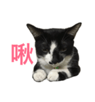 Preserved Egg Meow 2（個別スタンプ：16）