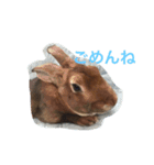 toritori  rabbit2（個別スタンプ：4）