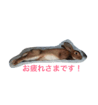 toritori  rabbit2（個別スタンプ：5）