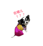 The cute chihuahua Chichi（個別スタンプ：2）