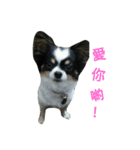 The cute chihuahua Chichi（個別スタンプ：21）