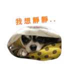 The cute chihuahua Chichi（個別スタンプ：22）