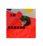 The animal want to say something（個別スタンプ：5）