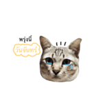 Cats emotion for human（個別スタンプ：3）