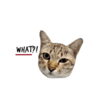 Cats emotion for human（個別スタンプ：6）