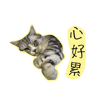 Cats on the 18/F - Photo Version（個別スタンプ：3）