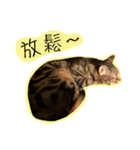 Cats on the 18/F - Photo Version（個別スタンプ：7）