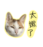 Cats on the 18/F - Photo Version（個別スタンプ：8）