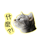 Cats on the 18/F - Photo Version（個別スタンプ：11）