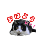 猫のQちゃん（個別スタンプ：1）