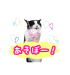 猫のQちゃん（個別スタンプ：13）