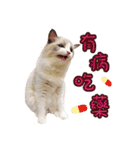 Ragdoll Cat of Peach-life（個別スタンプ：21）