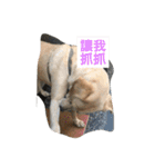 yellow little dog's day（個別スタンプ：16）