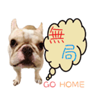 Ha je gold French Bulldog 2（個別スタンプ：1）