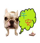 Ha je gold French Bulldog 2（個別スタンプ：3）