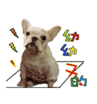 Ha je gold French Bulldog 2（個別スタンプ：5）