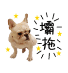 Ha je gold French Bulldog 2（個別スタンプ：8）