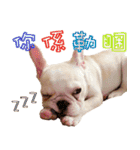 Ha je gold French Bulldog 2（個別スタンプ：11）