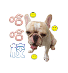 Ha je gold French Bulldog 2（個別スタンプ：23）