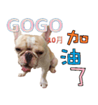 Ha je gold French Bulldog 2（個別スタンプ：24）