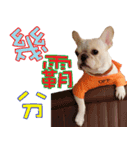 Ha je gold French Bulldog 2（個別スタンプ：28）