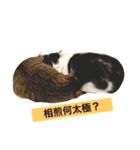 meow woo life（個別スタンプ：7）