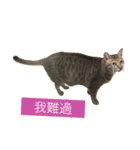 meow woo life（個別スタンプ：9）