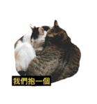 meow woo life（個別スタンプ：12）