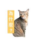 meow woo life（個別スタンプ：13）