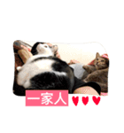 meow woo life（個別スタンプ：16）