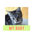 My Baby Douglas, The Little Elf Cat（個別スタンプ：14）