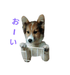 愛犬＆愛うさぎ（個別スタンプ：7）